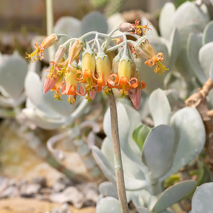 Cotyledon