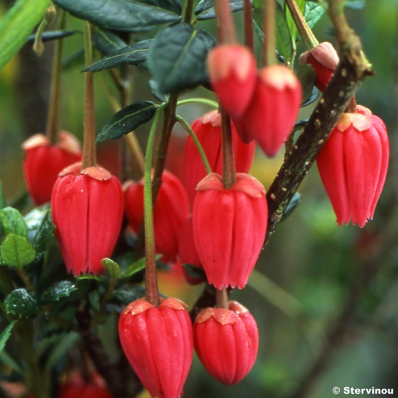 Crinodendron