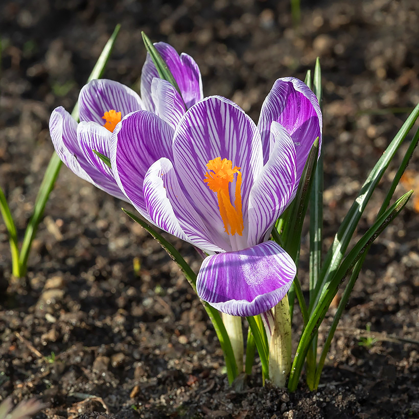 Crocus de primavera