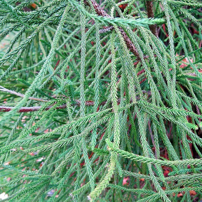 Cryptomeria - Cedro japonés