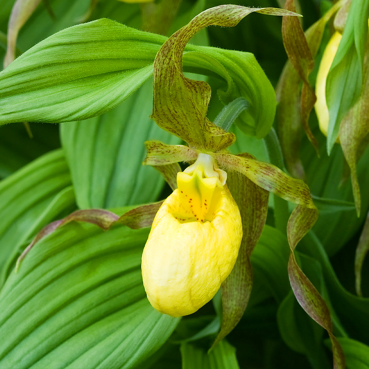 Cypripedium - Zapatito de dama