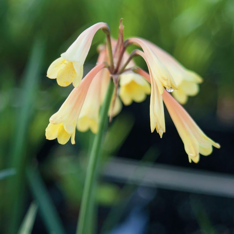 Cyrtanthus o Amaryllis púrpura