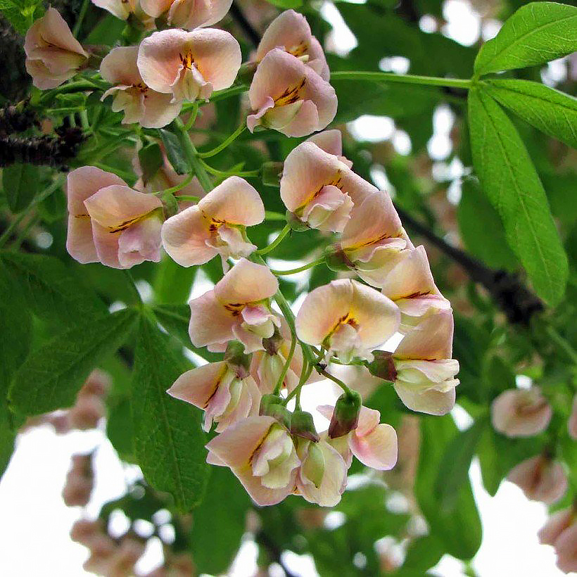 Cytisus - Laburnum