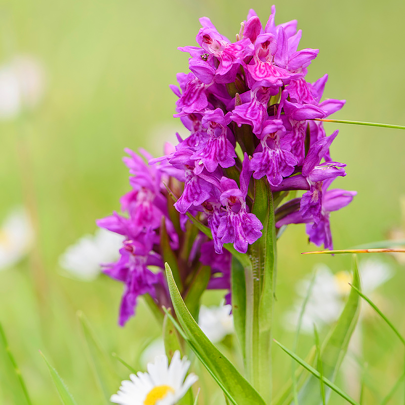 Dactylorhiza