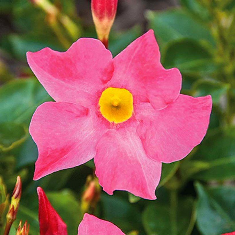 Dipladenia - Mandevilla