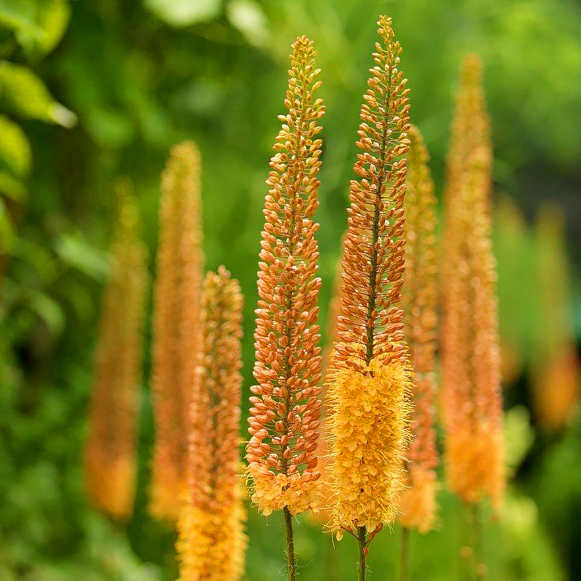 Eremurus - Lirio de las estepas