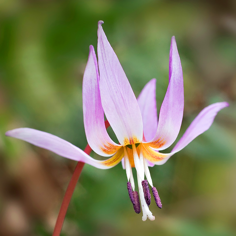 Erythroniums