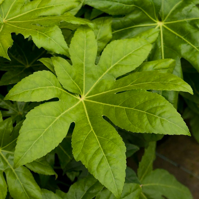 Fatsia - Aralia