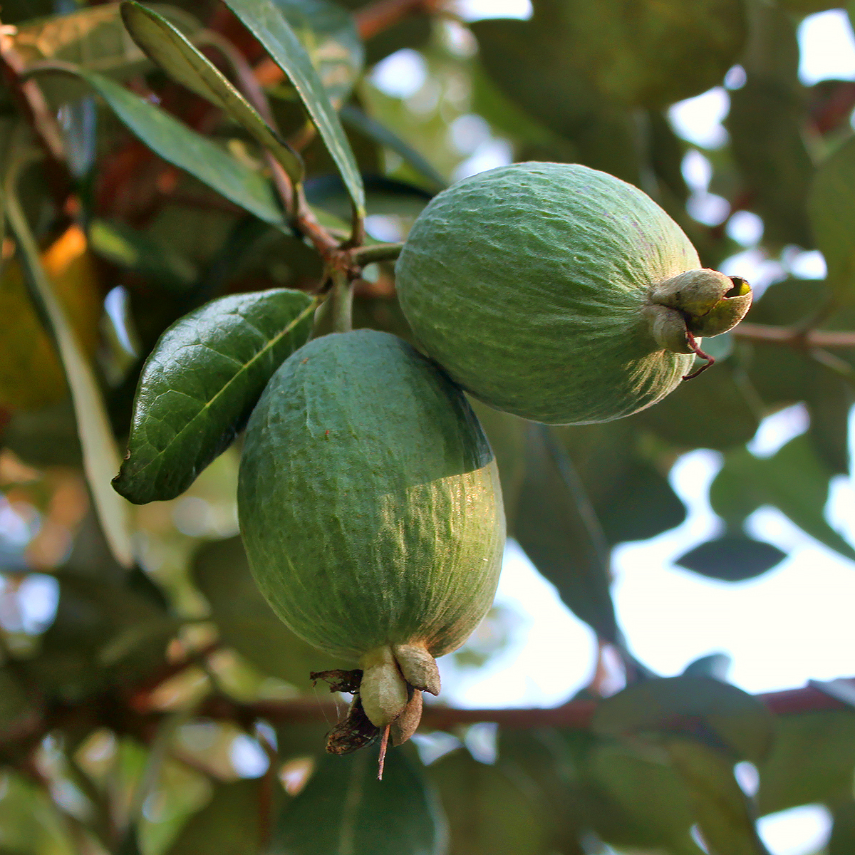 Feijoa - Acca - Guayabo del Brasil