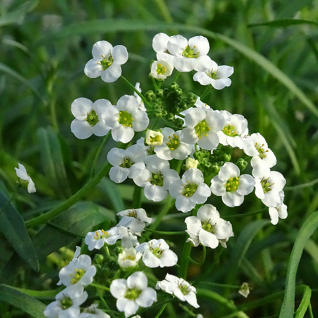 Alyssum fragante - Lobularia