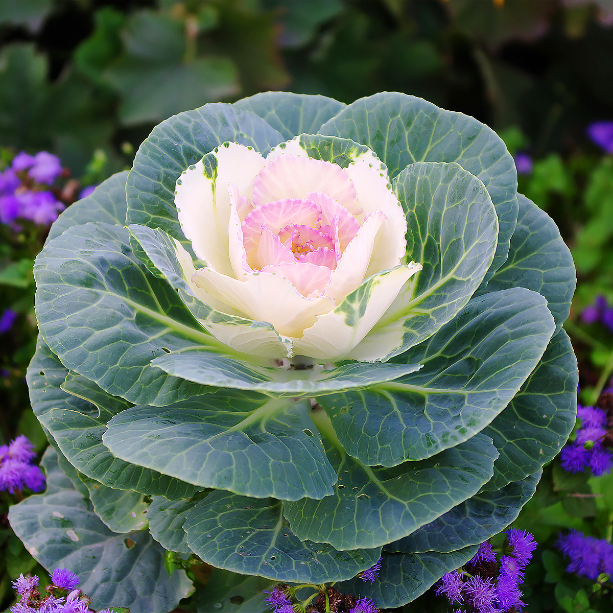 Brassicas - Coles ornamentales