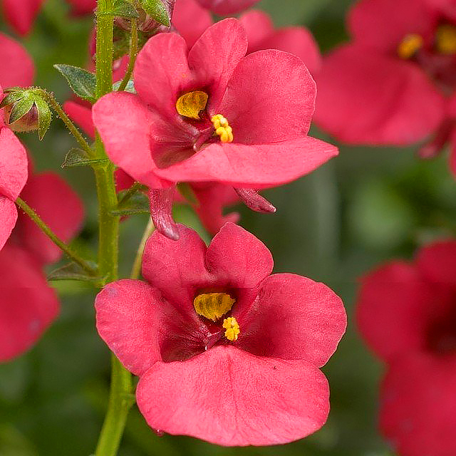 Diascia anual - Reina rosada