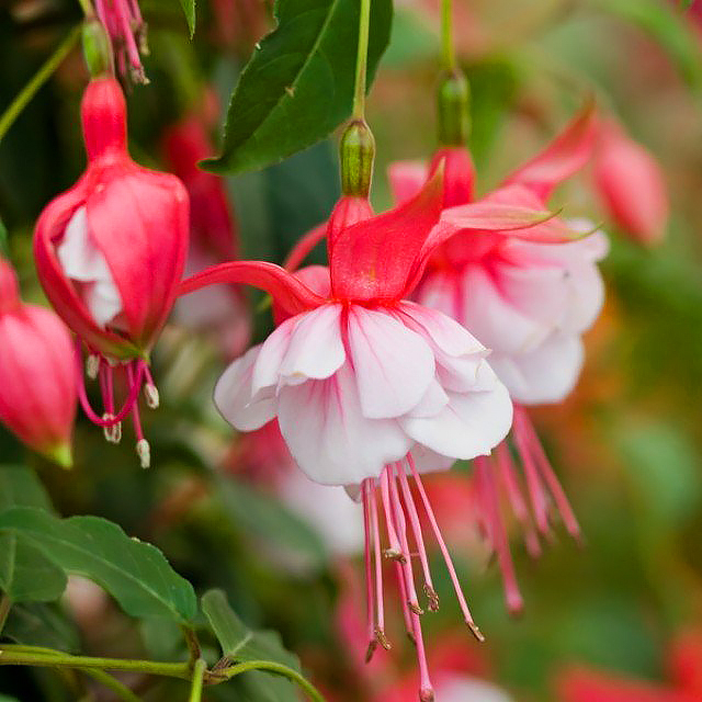 Fuchsia - Fucsia