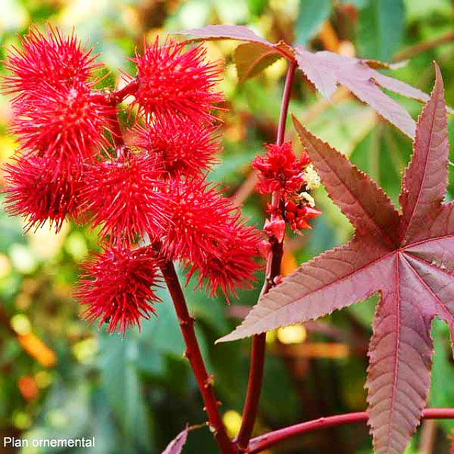 Ricinus communis - Ricino