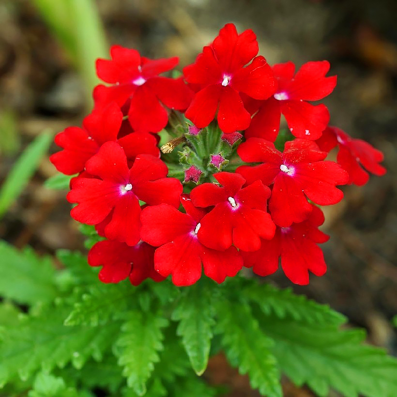 Verbena anual