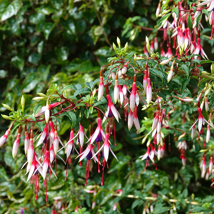 Fucsias arbustivas