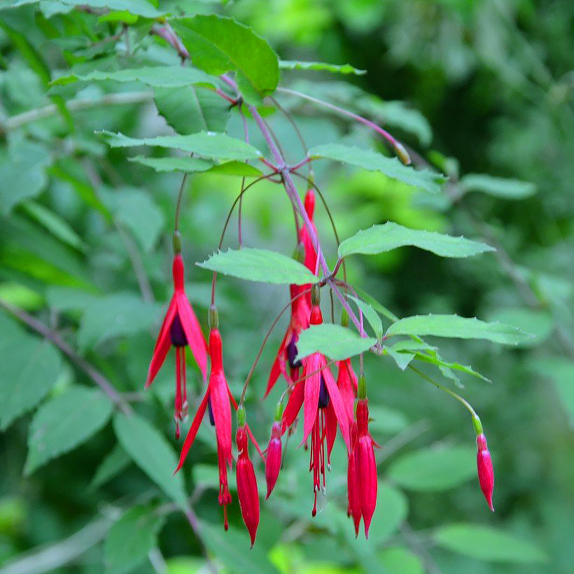 Fucsias Vivaces