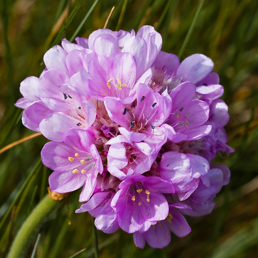 Armeria maritima