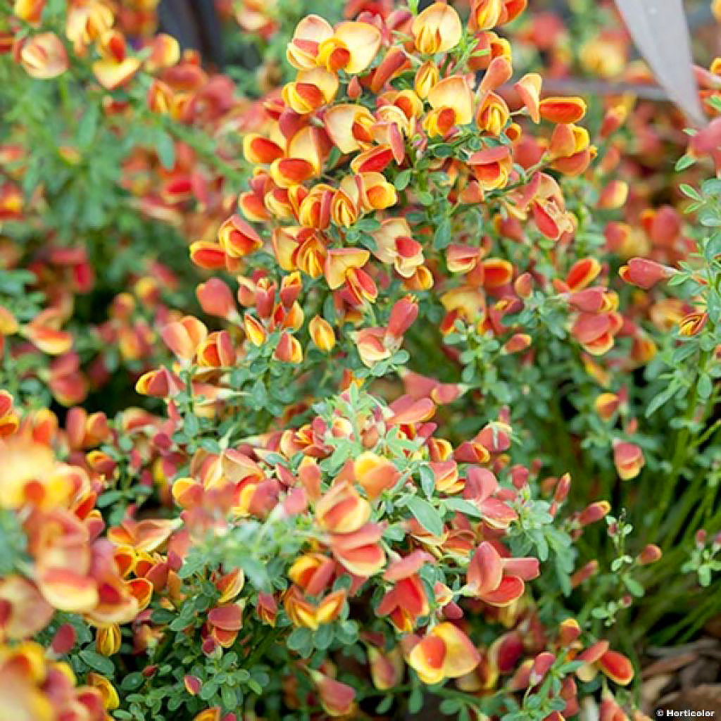 Retamas de flores naranjas