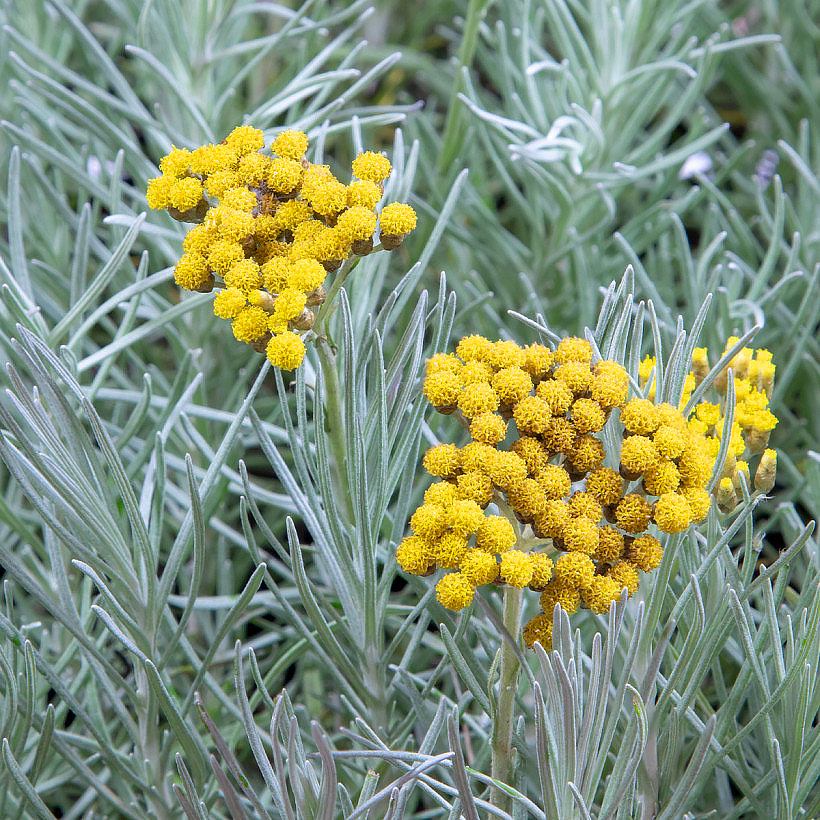 Helichrysum - Helicriso