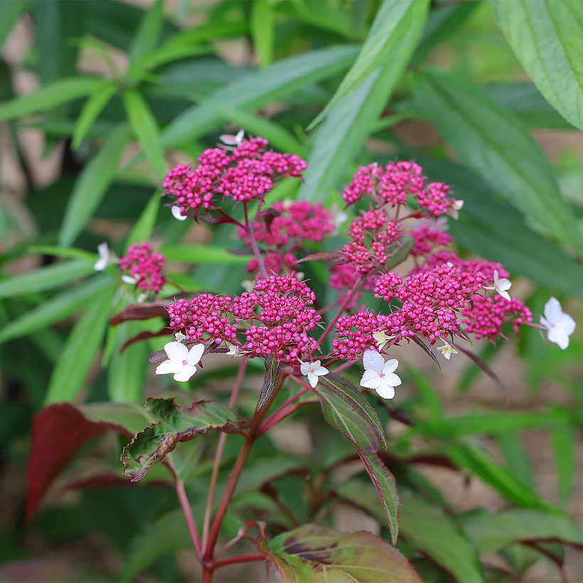 Hortensia Hydrangea aspera