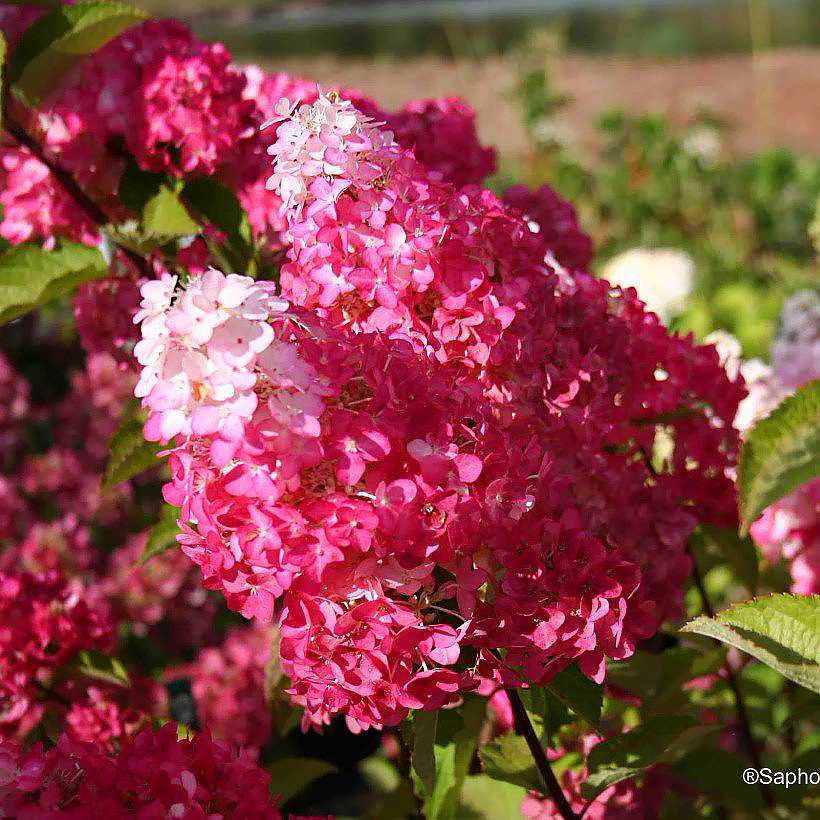 Hortensia Hydrangea paniculata