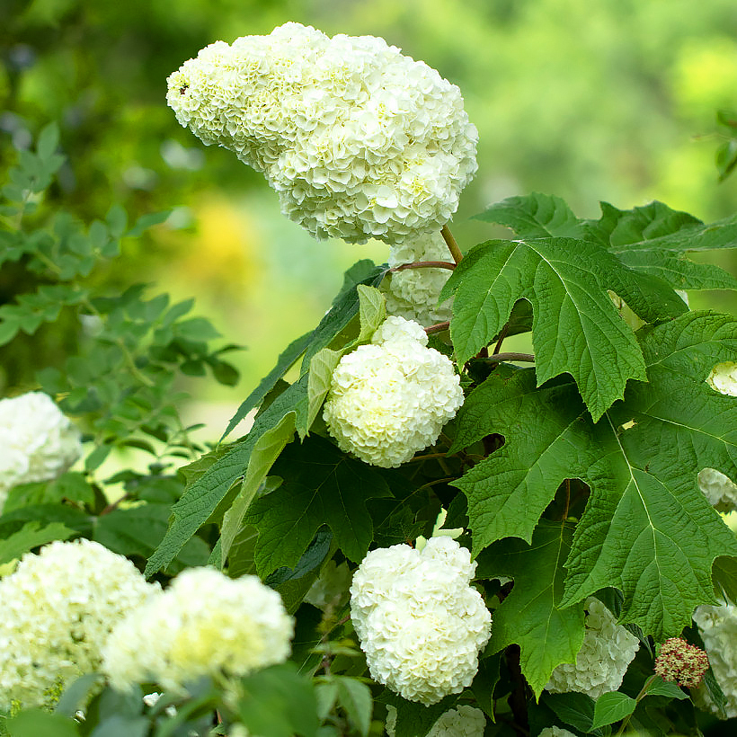 Hortensia con hojas de roble - Hydrangea quercifolia