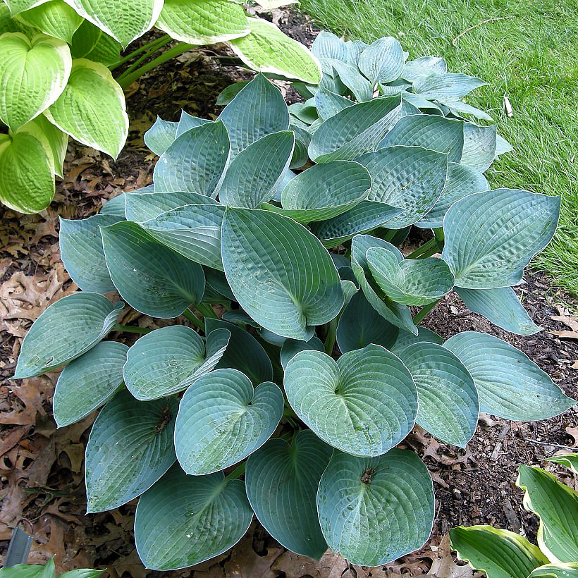 Hostas de follaje azul