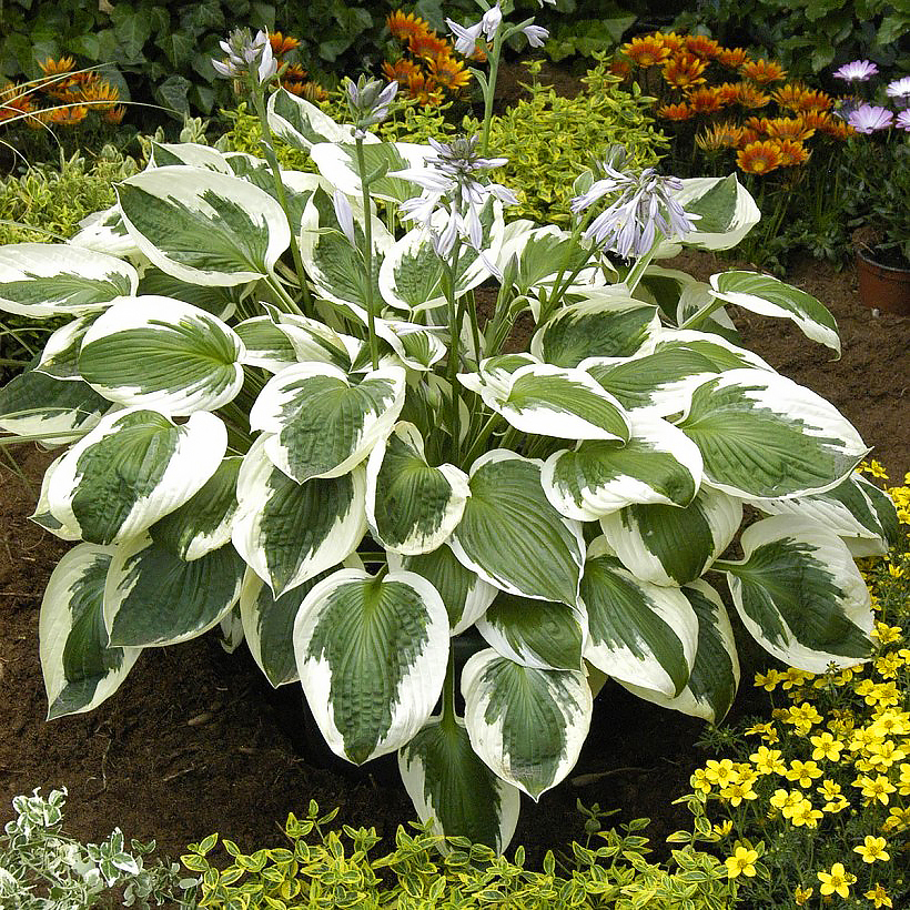 Hostas de follaje variegado