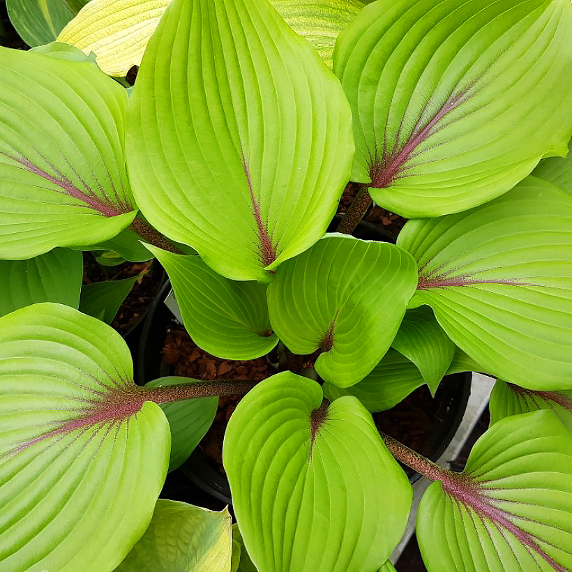 Hostas de follaje verde