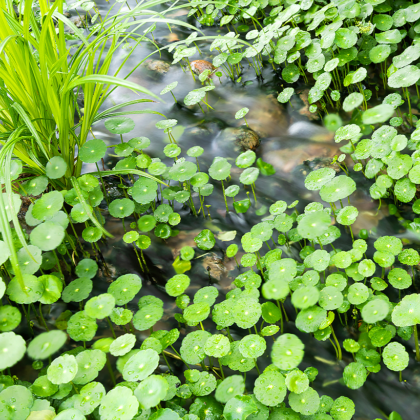 Hydrocotyle