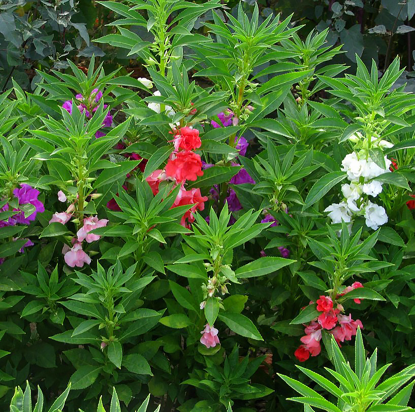 Impatiens rústica - Alegría