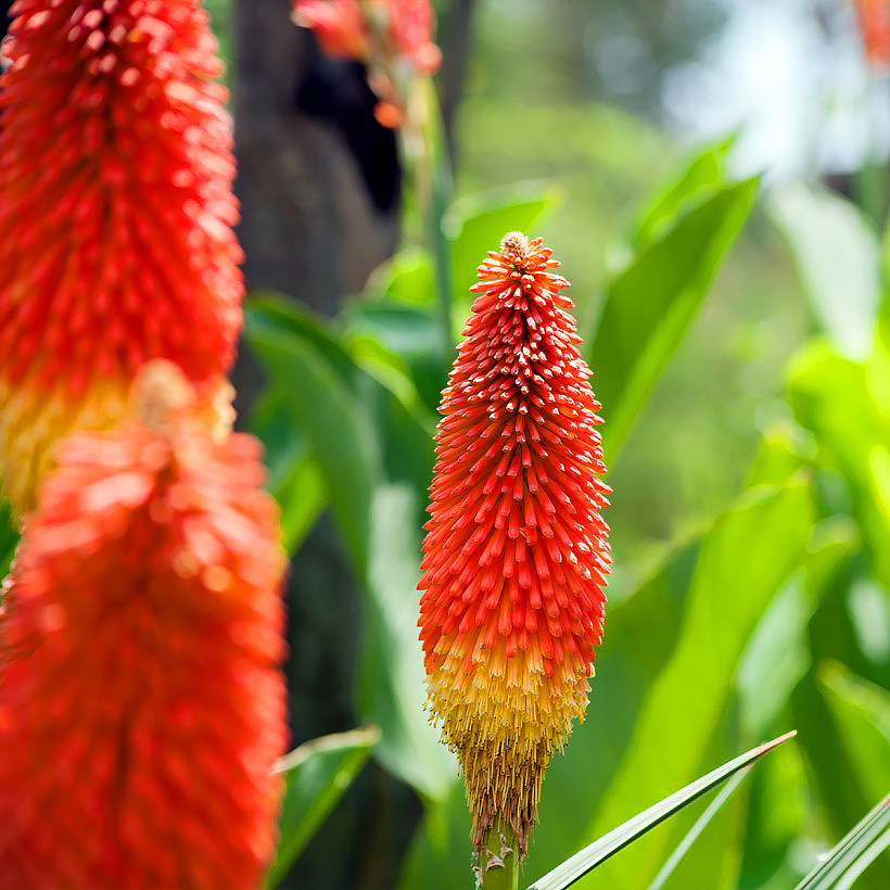 Kniphofias - tritomas - lirios antorcha