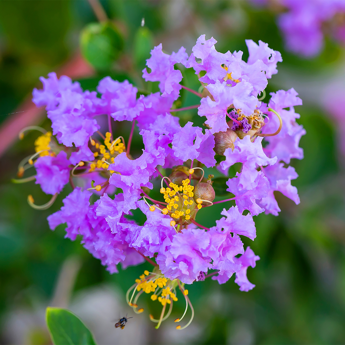 Lilas de las Indias azules