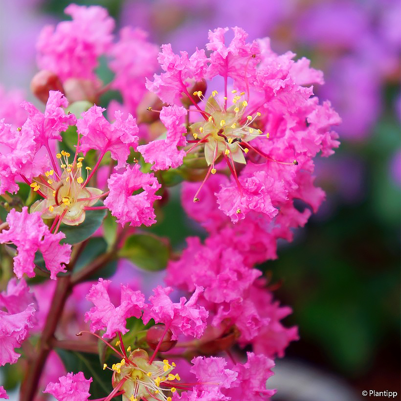 Lilas de las Indias rosas