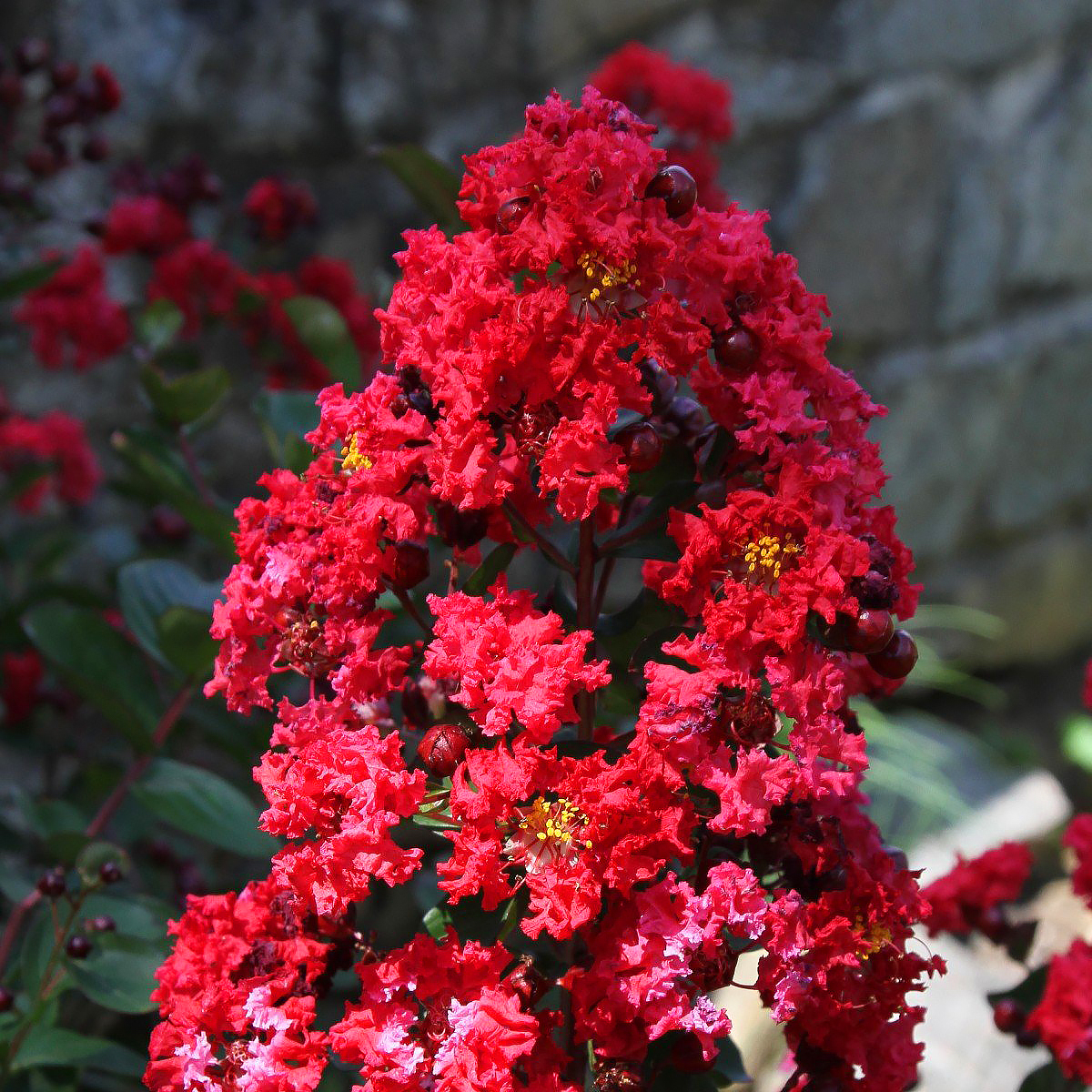 Lilas de las Indias rojos