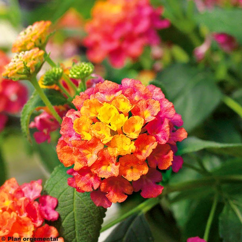 Lantana