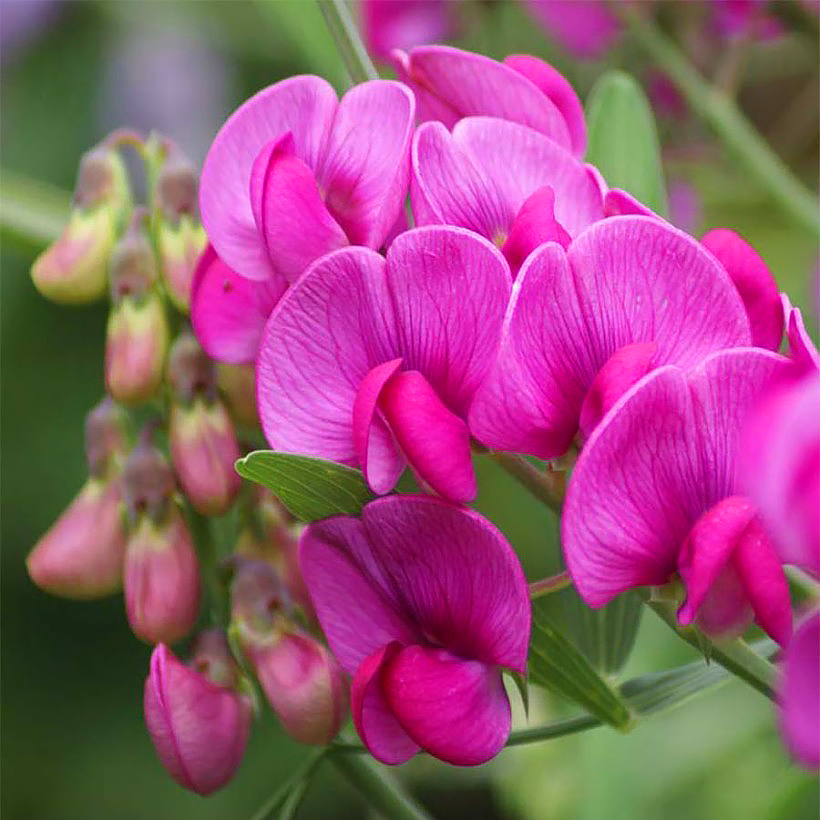 Lathyrus