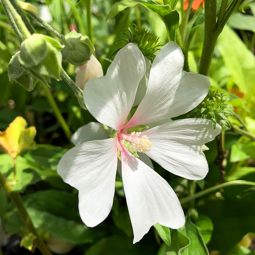 Lavatera - Malva florida o Malva real