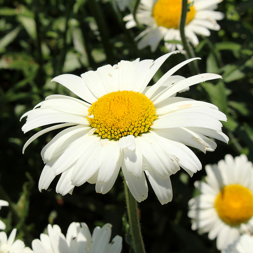 Leucantemos - Margarita gigante o Margaritón