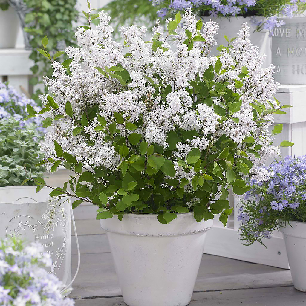 Lilas blancas