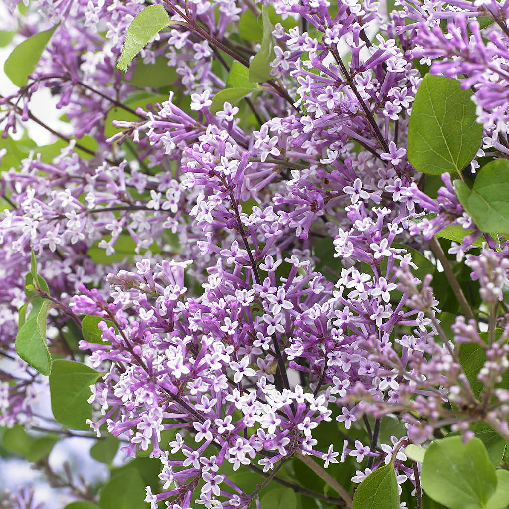 Lilas violetas