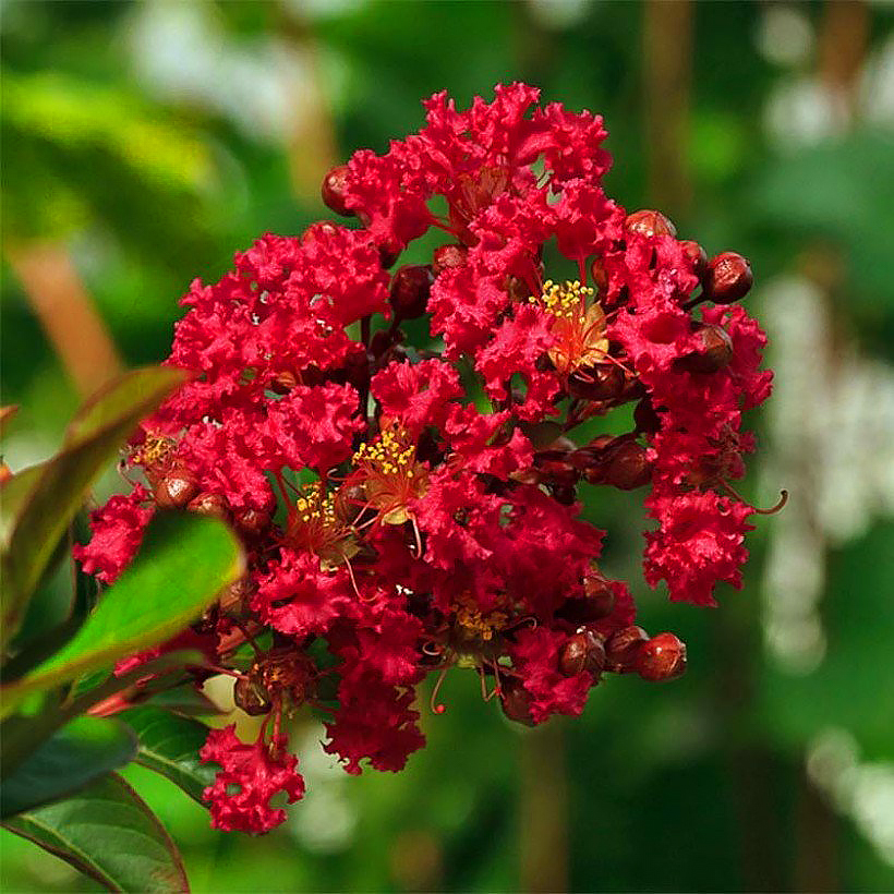 Lila de las Indias - Lagerstroemia - Árbol de Júpiter