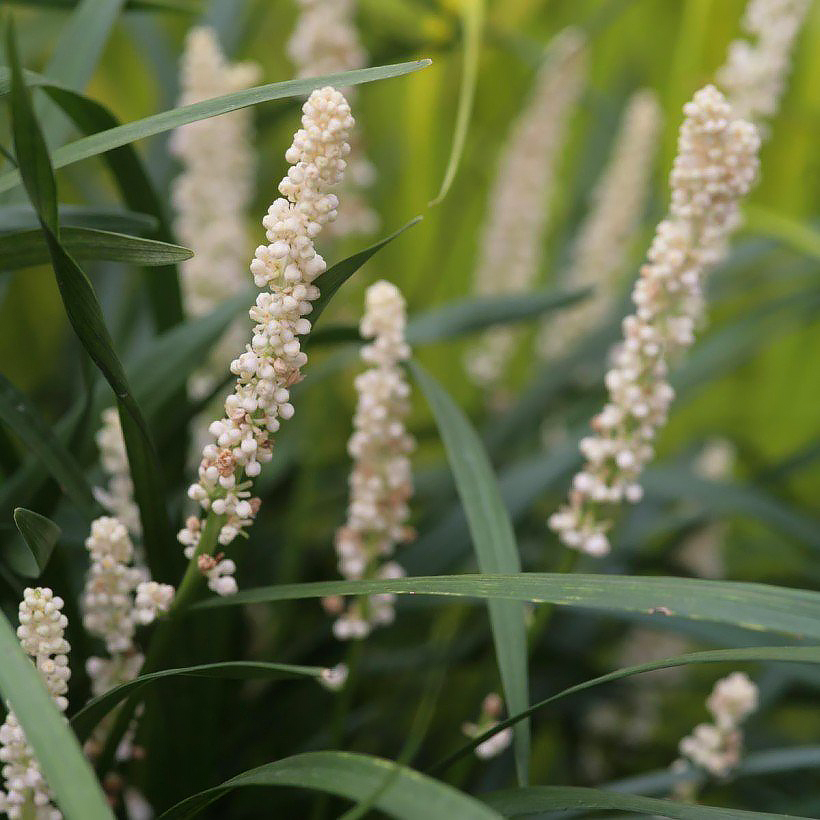 Liriope - serpentina