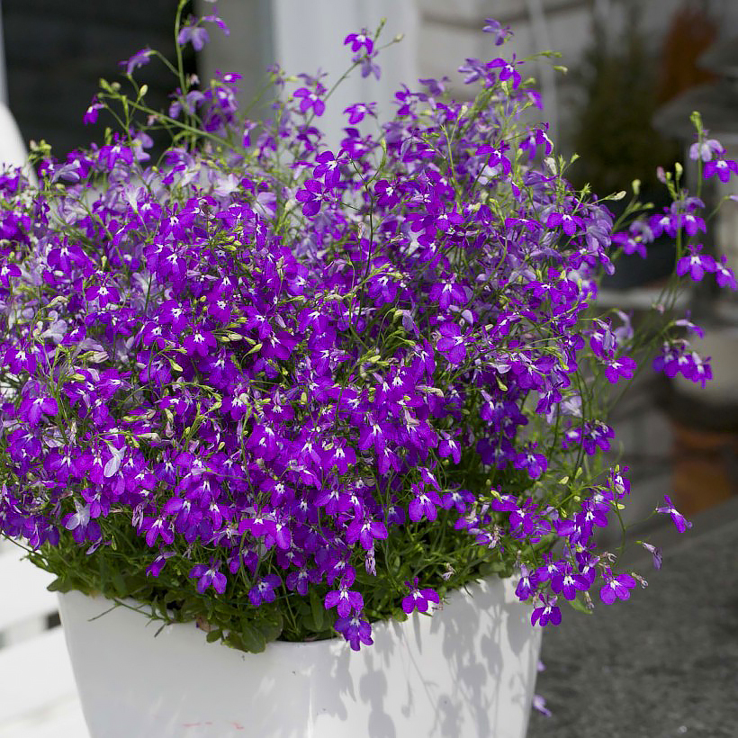 Lobelia anual