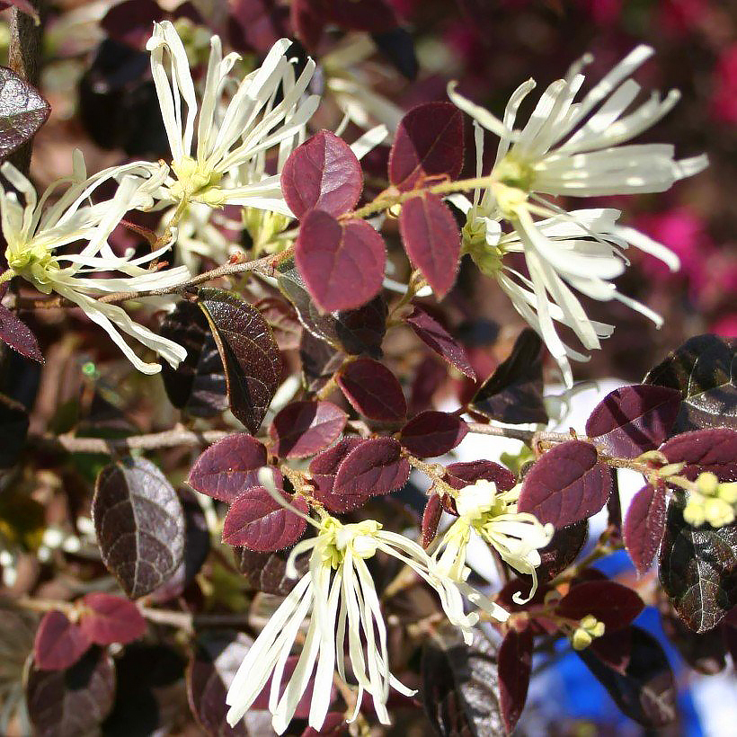 Loropetalum