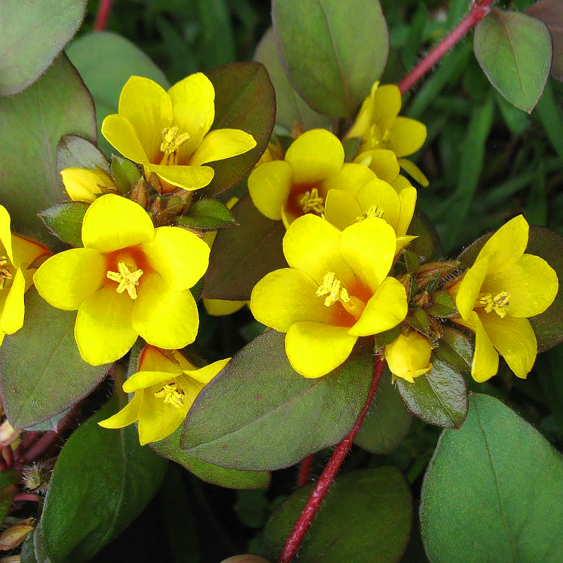 Lysimachia - Lisímaco