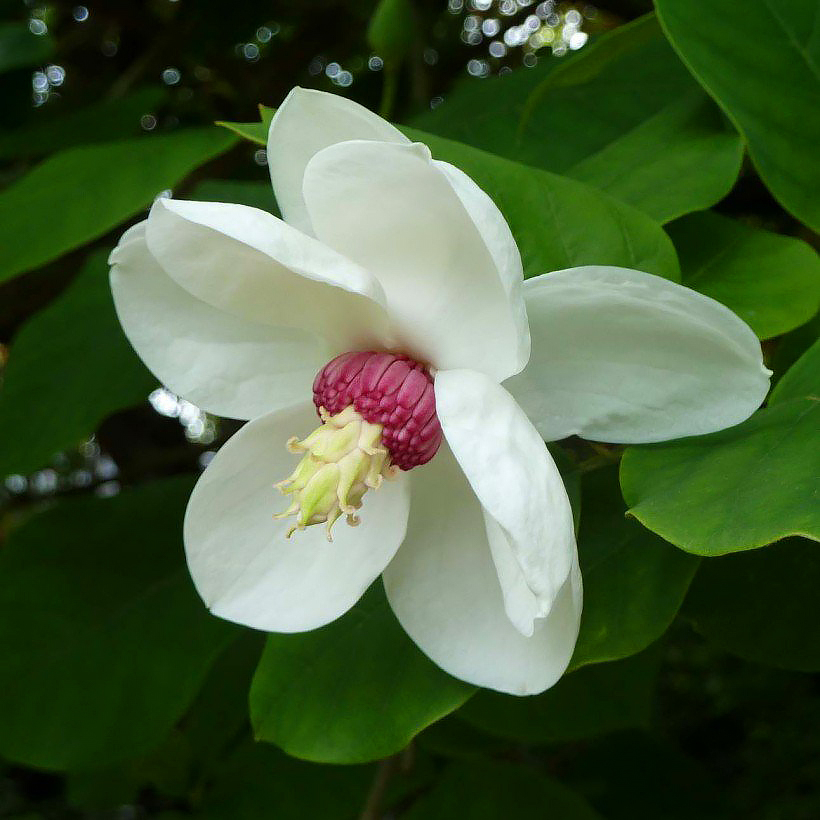 Magnolias de flores blancas