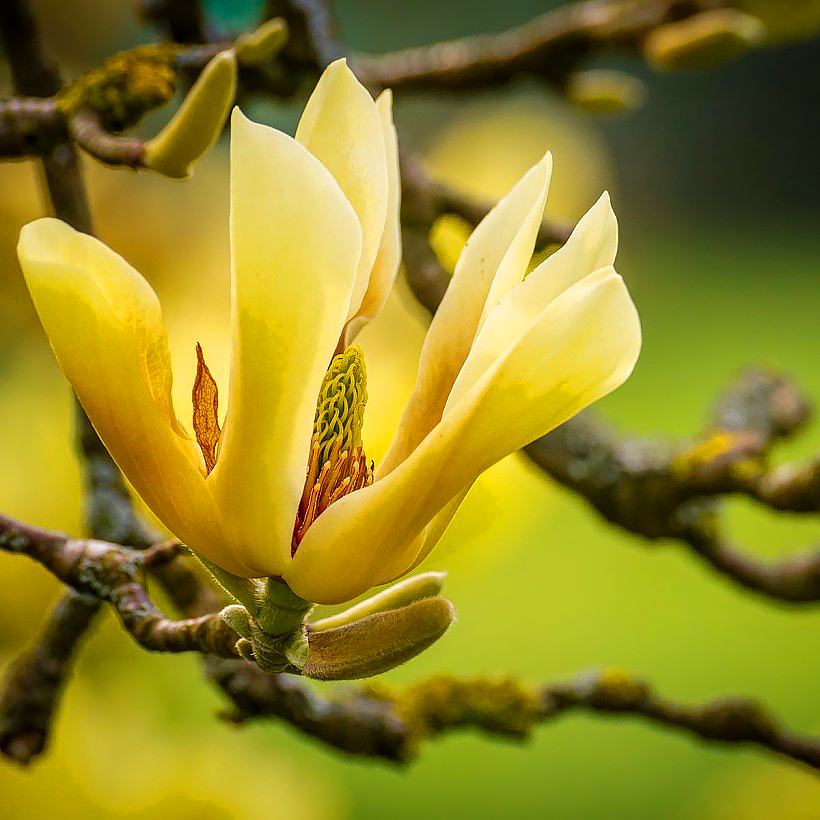 Magnolias de flores amarillas