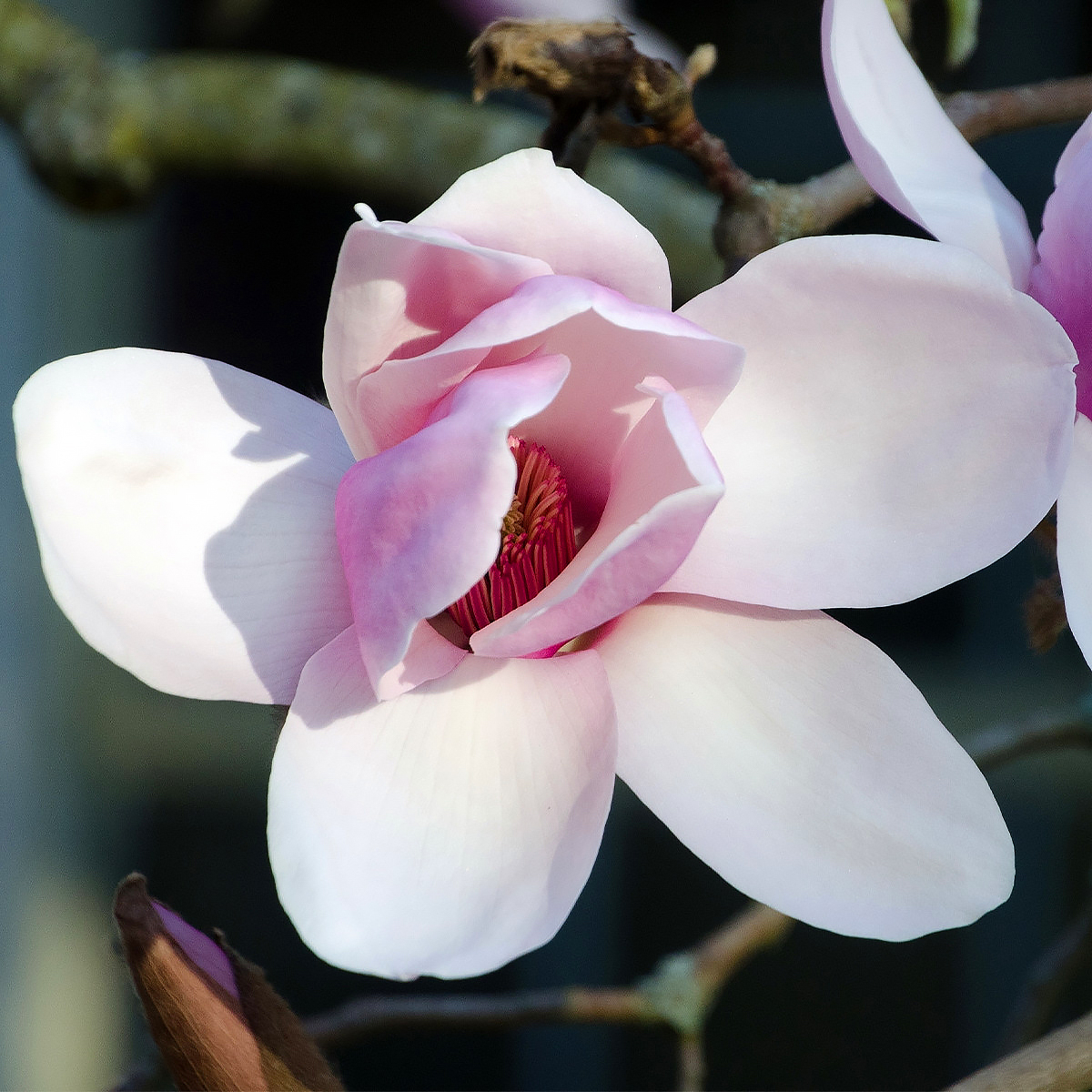 Magnolias de flores rosas